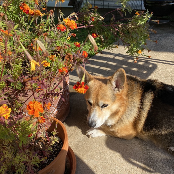 A photo of a corgi laying down next to a pot of flowers